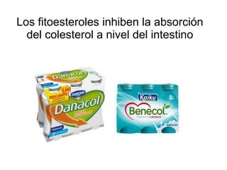 Los fitoesteroles inhiben la absorción
del colesterol a nivel del intestino

 
