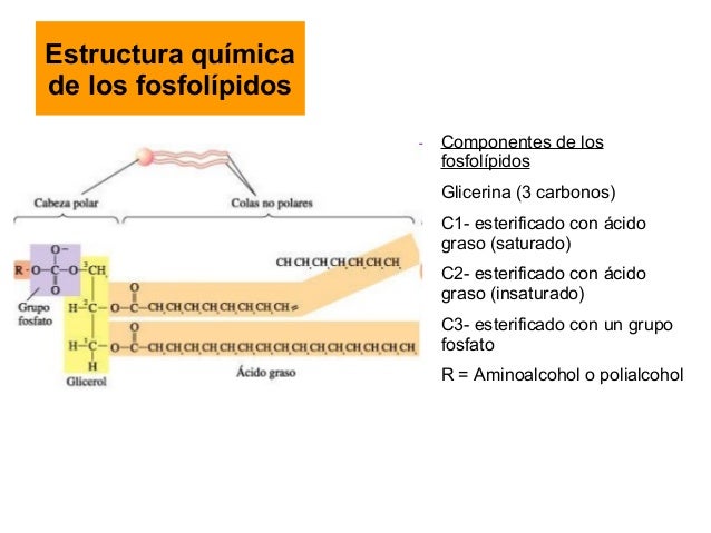 Espirulina para bajar de peso dosis de amoxicilina