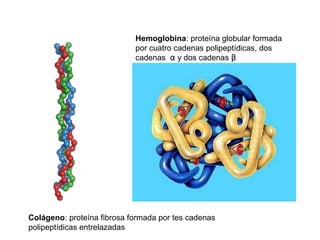 6. PROPIEDADES DE LAS
PROTEÍNAS
Dependen de la naturaleza de los -R

1) SOLUBILIDAD
•

Proteínas globulares: solubles

•

...