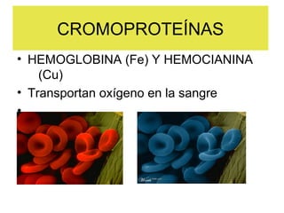 NUCLEOPROTEÍNAS
• HISTONAS Y PROTAMINAS
• Forman parte de la cromatina junto al ADN

 