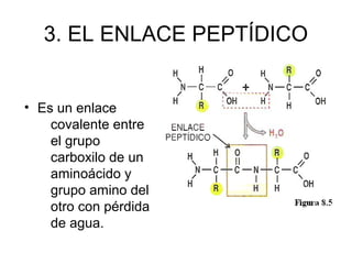 3. EL ENLACE PEPTÍDICO
• Es un enlace
covalente entre
el grupo
carboxilo de un
aminoácido y
grupo amino del
otro con pérdi...