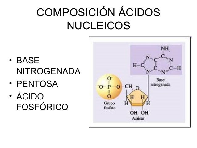 Unidad 6. nucleótidos y ácidos nucleicos