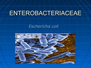 ENTEROBACTERIACEAEENTEROBACTERIACEAE
Eschericha coliEschericha coli
 