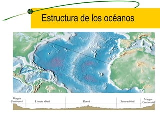 Estructura de los océanos Llanura abisal Llanura abisal Dorsal Margen Continental Margen  Continental 