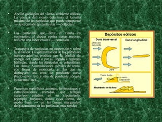Acción geológica del viento/ ambiente eólicas: La energía del viento determina el tamaño máximo de las partículas que puede transportar -> selección de las partículas -> deflación.  Las partículas que lleve el viento en suspensión, al chocar contra masas rocosas, realizan una labor erosiva -> corrosión.  Transporte de partículas en suspensión y sobre la saltación. La sedimentación de las partículas transportadas se produce por la pérdida de energía del viento o por su llegada a regiones húmedas, donde las partículas se cohesionan. Las dunas: Acumulaciones móviles de arena, con forma de montículo, en las que se distinguen una zona de pendiente suave (barlovento/ luv) y otra de pendiente abrupta (sotavento/ lee).  Presentan superficies internas, laminaciones y estratificaciones cruzadas, que reflejan sucesivos estadios en su crecimiento. (ejemplo: barjanes, dunas cuya forma, de media luna -> en las zonas marginales, desplazamiento de las partículas más rápido) 