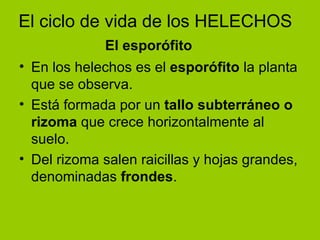 El ciclo de vida de los HELECHOS En los helechos es el  esporófito  la planta que se observa. Está formada por un  tallo subterráneo o rizoma  que crece horizontalmente al suelo. Del rizoma salen raicillas y hojas grandes, denominadas  frondes . El esporófito 