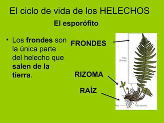 Los  frondes  son la única parte del helecho que  salen de la tierra . El ciclo de vida de los HELECHOS El esporófito FRONDES RIZOMA RAÍZ 