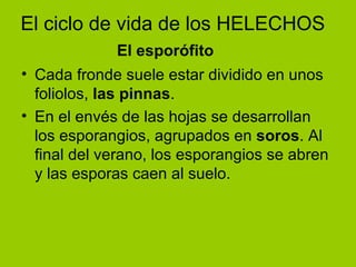 Cada fronde suele estar dividido en unos foliolos,  las pinnas . En el envés de las hojas se desarrollan los esporangios, agrupados en  soros . Al final del verano, los esporangios se abren y las esporas caen al suelo. El ciclo de vida de los HELECHOS El esporófito 