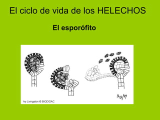 El ciclo de vida de los HELECHOS El esporófito 