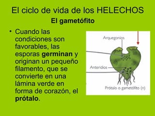 El ciclo de vida de los HELECHOS Cuando las condiciones son favorables, las esporas  germinan  y originan un pequeño filamento, que se convierte en una lámina verde en forma de corazón, el  prótalo . El gametófito 
