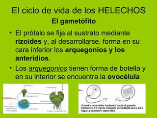 El prótalo se fija al sustrato mediante  rizoides  y, al desarrollarse, forma en su cara inferior los  arquegonios y los anteridios . Los  arquegonios  tienen forma de botella y en su interior se encuentra la  ovocélula El ciclo de vida de los HELECHOS El gametófito 