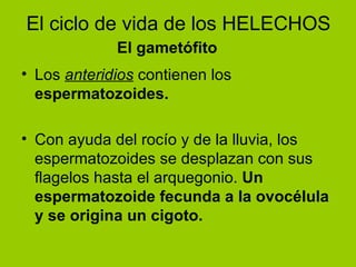 Los  anteridios  contienen los  espermatozoides. Con ayuda del rocío y de la lluvia, los espermatozoides se desplazan con sus flagelos hasta el arquegonio.  Un espermatozoide fecunda a la ovocélula y se origina un cigoto. El ciclo de vida de los HELECHOS El gametófito 