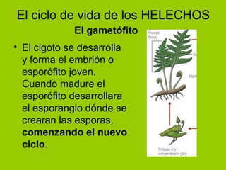 El cigoto se desarrolla y forma el embrión o esporófito joven. Cuando madure el esporófito desarrollara el esporangio dónde se crearan las esporas,  comenzando el nuevo ciclo . El ciclo de vida de los HELECHOS El gametófito 