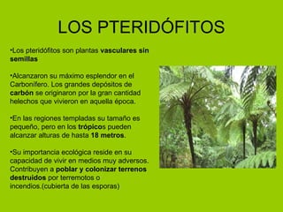 LOS PTERIDÓFITOS Los pteridófitos son plantas  vasculares sin semillas Alcanzaron su máximo esplendor en el Carbonífero. Los grandes depósitos de  carbón  se originaron por la gran cantidad helechos que vivieron en aquella época. En las regiones templadas su tamaño es pequeño, pero en los  trópico s pueden alcanzar alturas de hasta  18 metros . Su importancia ecológica reside en su capacidad de vivir en medios muy adversos. Contribuyen a  poblar y colonizar terrenos destruidos  por terremotos o incendios.(cubierta de las esporas) 