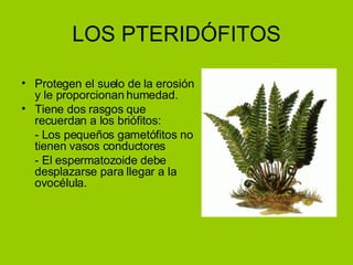 LOS PTERIDÓFITOS Protegen el suelo de la erosión y le proporcionan humedad. Tiene dos rasgos que recuerdan a los briófitos: - Los pequeños gametófitos no tienen vasos conductores - El espermatozoide debe desplazarse para llegar a la ovocélula. 