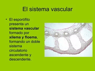 El sistema vascular El esporófito presenta un  sistema vascular  formado por  xilema y floema , formando un doble sistema circulatorio ascendente y descendente. 
