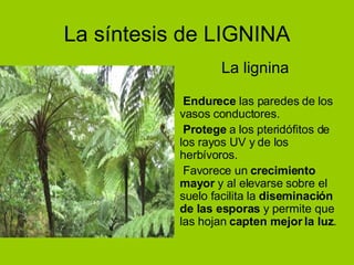 La síntesis de LIGNINA La lignina   Endurece  las paredes de los vasos conductores.   Protege  a los pteridófitos de los rayos UV y de los herbívoros.    Favorece un  crecimiento mayor  y al elevarse sobre el suelo facilita la  diseminación de las esporas  y permite que las hojan  capten mejor la luz . 