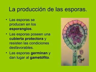 La producción de las esporas. Las esporas se producen en los  esporangios .  Las esporas poseen una  cubierta protectora  y resisten las condiciones desfavorables. Las esporas  germinan  y dan lugar al  gametófito . 