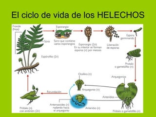 El ciclo de vida de los HELECHOS 