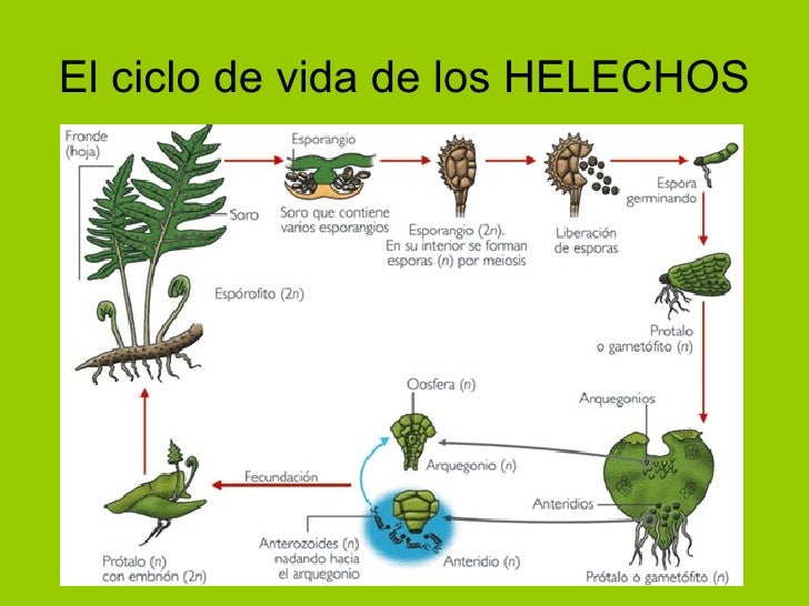 Resultado de imagen de ciclo vital de un helecho