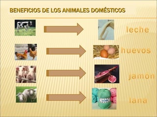 BENEFICIOS DE LOS ANIMALES DOMÉSTICOS 