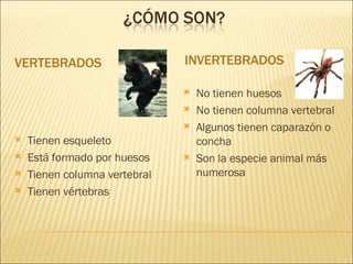 VERTEBRADOS INVERTEBRADOS Tienen esqueleto Está formado por huesos Tienen columna vertebral Tienen vértebras No tienen huesos No tienen columna vertebral Algunos tienen caparazón o concha Son la especie animal más numerosa 