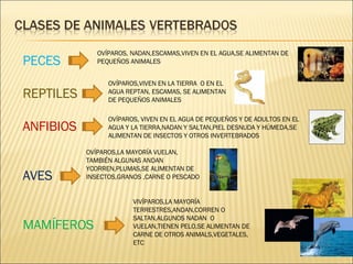 PECES  REPTILES ANFIBIOS AVES MAMÍFEROS OVÍPAROS, NADAN,ESCAMAS,VIVEN EN EL AGUA,SE ALIMENTAN DE PEQUEÑOS ANIMALES OVÍPAROS,VIVEN EN LA TIERRA  O EN EL AGUA REPTAN, ESCAMAS, SE ALIMENTAN DE PEQUEÑOS ANIMALES OVÍPAROS, VIVEN EN EL AGUA DE PEQUEÑOS Y DE ADULTOS EN EL AGUA Y LA TIERRA,NADAN Y SALTAN,PIEL DESNUDA Y HÚMEDA,SE ALIMENTAN DE INSECTOS Y OTROS INVERTEBRADOS OVÍPAROS,LA MAYORÍA VUELAN, TAMBIÉN ALGUNAS ANDAN YCORREN,PLUMAS,SE ALIMENTAN DE INSECTOS,GRANOS ,CARNE O PESCADO VIVÍPAROS,LA MAYORÍA TERRESTRES,ANDAN,CORREN O SALTAN,ALGUNOS NADAN  O VUELAN,TIENEN PELO,SE ALIMENTAN DE CARNE DE OTROS ANIMALS,VEGETALES, ETC 