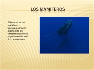 El hombre es un mamífero. Vamos a conocer algunas de las características más importantes de este tipo de animales 