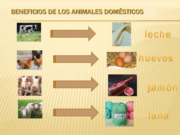 Unidad 8 Los Animales