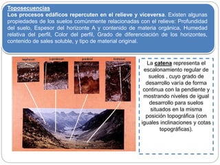 Toposecuencias
Los procesos edáficos repercuten en el relieve y viceversa. Existen algunas
propiedades de los suelos comúnmente relacionadas con el relieve: Profundidad
del suelo, Espesor del horizonte A y contenido de materia orgánica, Humedad
relativa del perfil, Color del perfil, Grado de diferenciación de los horizontes,
contenido de sales soluble, y tipo de material original.
La catena representa el
escalonamiento regular de
suelos , cuyo grado de
desarrollo varía de forma
continua con la pendiente y
mostrando niveles de igual
desarrollo para suelos
situados en la misma
posición topográfica (con
iguales inclinaciones y cotas
topográficas).
 