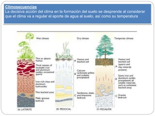 Climosecuencias
La decisiva acción del clima en la formación del suelo se desprende al considerar
que el clima va a regular el aporte de agua al suelo, así como su temperatura
 
