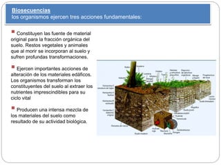 Biosecuencias
los organismos ejercen tres acciones fundamentales:
Constituyen las fuente de material
original para la fracción orgánica del
suelo. Restos vegetales y animales
que al morir se incorporan al suelo y
sufren profundas transformaciones.
Ejercen importantes acciones de
alteración de los materiales edáficos.
Los organismos transforman los
constituyentes del suelo al extraer los
nutrientes imprescindibles para su
ciclo vital
Producen una intensa mezcla de
los materiales del suelo como
resultado de su actividad biológica.
 