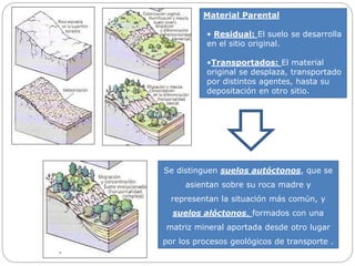 Se distinguen suelos autóctonos, que se
asientan sobre su roca madre y
representan la situación más común, y
suelos alóctonos, formados con una
matriz mineral aportada desde otro lugar
por los procesos geológicos de transporte .
Material Parental
• Residual: El suelo se desarrolla
en el sitio original.
•Transportados: El material
original se desplaza, transportado
por distintos agentes, hasta su
depositación en otro sitio.
 