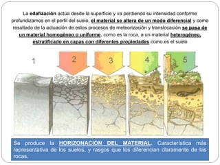 La edafización actúa desde la superficie y va perdiendo su intensidad conforme
profundizamos en el perfil del suelo, el material se altera de un modo diferencial y como
resultado de la actuación de estos procesos de meteorización y translocación se pasa de
un material homogéneo o uniforme, como es la roca, a un material heterogéneo,
estratificado en capas con diferentes propiedades como es el suelo
Se produce la HORIZONACIÓN DEL MATERIAL. Característica más
representativa de los suelos, y rasgos que los diferencian claramente de las
rocas.
 