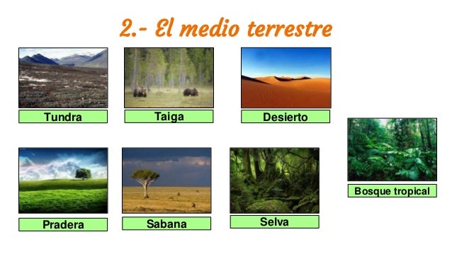 Unidad didáctica: Los ecosistemas