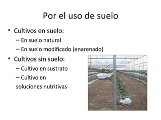 Por el uso de suelo <ul><li>Cultivos en suelo:  </li></ul><ul><ul><li>En suelo natural </li></ul></ul><ul><ul><li>En suelo...