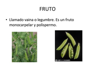 FRUTO Llamado vaina o legumbre. Es un fruto monocarpelar y polispermo.  