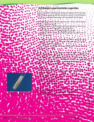 Actividades experimentales sugeridas
1)	 Si has realizado la termólisis de la sacarosa habrás observado goti-
tas en la parte superior del tubo donde se realizó el calentamiento.
Por su aspecto podemos suponer que esas gotitas son de agua.
	 Para identificar la presencia de agua en este y otros casos te propo-
nemos el siguiente ensayo:
	 •	 coloca cristales de sulfato cúprico en una cápsula y calienta has-
ta cambio de color. Registra las observaciones
	 •	 deja enfriar y retira con espátula algunos cristales
	 •	 apóyalos sobre un papel absorbente humedecido, observa y ex-
trae conclusiones
	 a)	 Si se desea comprobar que en el tubo donde se realizó el calen-
tamiento de la sacarosa se formaron gotitas de agua, ¿cómo pro-
cederías experimentalmente?
	 b)	En el caso de verificar la presencia de agua en el tubo ¿cómo se
produjo? Argumenta.
2)	 Se han mencionado en la actividad 7 algunas indicaciones para
guardar el agua oxigenada (solución acuosa de peróxido de hidró-
geno). En esta actividad experimental estudiaremos la acción que
ejerce la enzima “peroxidasa” presente en la carne y en vegetales
crudos, sobre el agua oxigenada. Las enzimas facilitan la realiza-
ción de las reacciones químicas en los seres vivos.
	 Procedimiento
	 •	 Coloca agua oxigenada en dos tubos de ensayo hasta la mitad de
su capacidad.
	 •	 Agrega en un tubo trocitos de hígado vacuno crudo y en el otro,
rodajas de papa recién pelada (fig. 7).
	 •	 Luego de 3 minutos acerca a la boca de cada tubo una astilla de
madera con un punto de ignición.
	 •	 Observa y extrae conclusiones.
	 Investiga
	 a)	 ¿Por qué el hígado y la papa tienen que estar crudos?
	 b)	La enzima peroxidasa; ¿qué reacción favorece?
	 c)	 ¿Qué gas se reconoce como producto de la reacción?
Fig. 7. Tubo de ensayo con agua oxigena-
da y rodajas de papa cruda.
108 Capítulo 9 • Sustancias Puras. Química • 3º C.B.
©EditorialContexto2010-Obsequioparadocentessinvalorcomercial-www.editorialcontexto.com.uy-(02)9019493
 