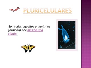 Son todos aquellos organismos
formados por más de una
célula.
 