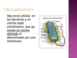 Hay otras células -en
las bacterias y en
ciertas algas
unicelulares- que no
tienen un núcleo
definido ni
determinado por una
membrana.
 