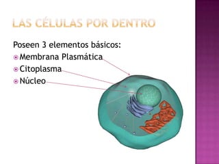 Poseen 3 elementos básicos:
 Membrana Plasmática
 Citoplasma
 Núcleo
 