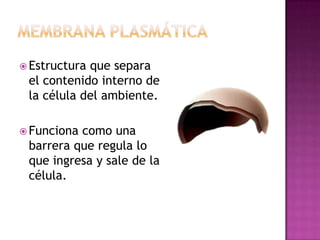  Estructuraque separa
 el contenido interno de
 la célula del ambiente.

 Funcionacomo una
 barrera que regula lo
 que ingresa y sale de la
 célula.
 