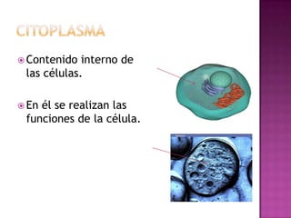 Contenido  interno de
 las células.

 Enél se realizan las
 funciones de la célula.
 