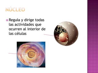  Regula y dirige todas
 las actividades que
 ocurren al interior de
 las células
 