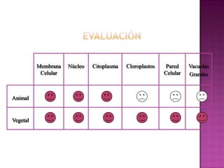 Membrana   Núcleo   Citoplasma   Cloroplastos   Pared     Vacuolas
           Celular                                        Celular   Grandes



Animal


Vegetal
 