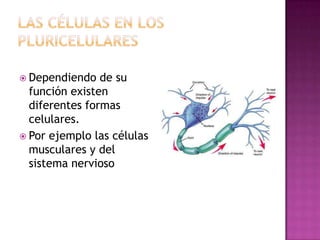  Dependiendo   de su
  función existen
  diferentes formas
  celulares.
 Por ejemplo las células
  musculares y del
  sistema nervioso
 