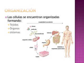  Lascélulas se encuentran organizadas
 formando:
  Tejidos
  Órganos
  sistemas
 
