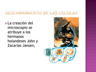  Lacreación del
 microscopio se
 atribuye a los
 hermanos
 holandeses John y
 Zacarías Jansen,
 