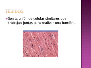  Sonla unión de células similares que
 trabajan juntas para realizar una función.
 