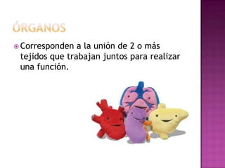  Corresponden  a la unión de 2 o más
 tejidos que trabajan juntos para realizar
 una función.
 